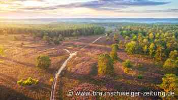 Lüneburger Heide: Höchststand der Heideblüte ist erreicht