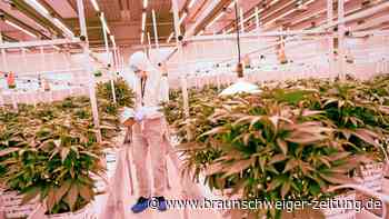 Wer von einem neuen Cannabis-Boom profitieren könnte