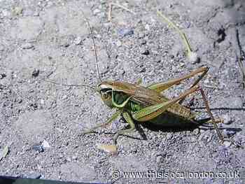 Nature notes: The song of the grasshopper in our fields