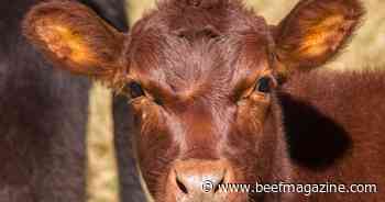 K-State Beef Stocker Field Day scheduled for Sept. 28