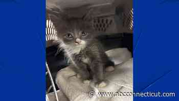 Kitten Meriden police recovered from car used in armed robbery belonged to suspect: police