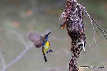 Cross-Plattform-Framework Flutter 3.13 beschleunigt mit neuer Rendering-Engine