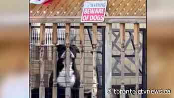 Dogs that mauled 9-year-old girl in Newmarket, Ont. had been reported before attack: animal services