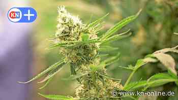 Cannabis in Kiel: Wird Kiel zur Modellregion für den legalen Verkauf?