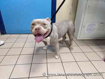 Pocket bully cruelly abandoned in pain in Knuzden Brook