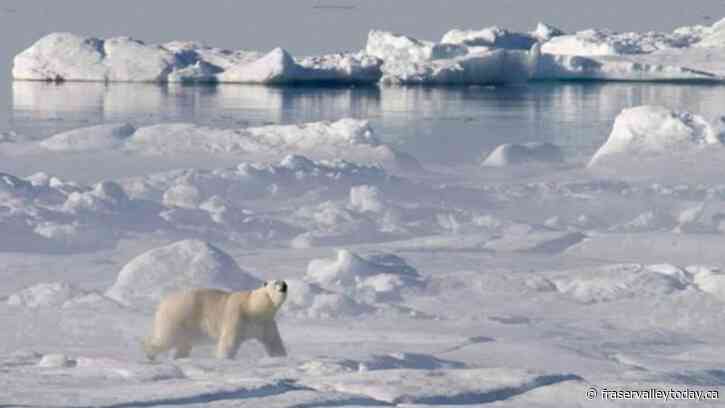 Human activity and climate change cause cascading effects for Arctic ecosystem