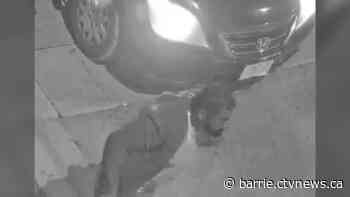 Suspects sought in violent assault involving machete in downtown Barrie