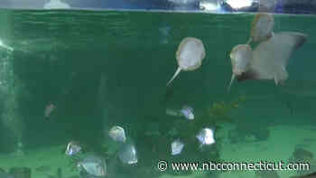 SeaQuest Connecticut announces closure