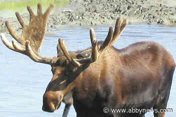 Okanagan man fined $8k for illegally killing moose