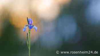 Kräuterwanderung am 19. August in Eggstätt