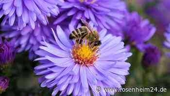 Busfahrt zur Landesgartenschau nach Freyung für Menschen mit Handicap