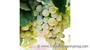 GreenVenus Introduces Wine Grape Cultivars
