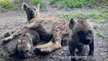 Geslacht hyenapups bekend!