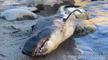 Rare SALMON SHARK discovery on Idaho riverbank leaves residents stumped and concerned - beasts can weigh up to 1,000lb and resemble feared great whites