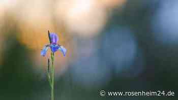 Kräuterwanderung am 19. August in Eggstätt