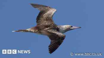Rare tropical red-footed booby spotted near Isles of Scilly