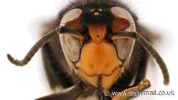 Murder hornet 'relative' is invading the US: Species native to Asia spotted in America for the first time is a threat to the agriculture industry