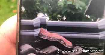 Frau verwechselt Bauschaum mit Riesenschlange