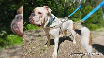 „Total neben der Spur“: Polizei findet Hündin an Zaun angebunden – „Der Mensch ist die größte Bestie“