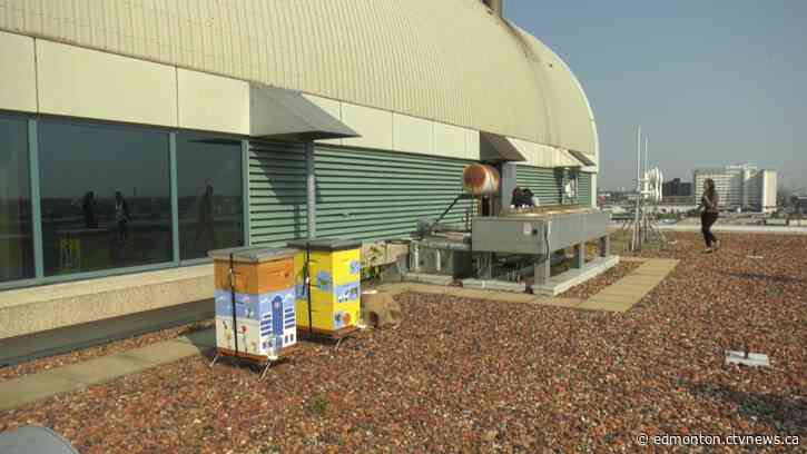 Rooftop beehives at AMA locations will host 1 million bees by next year