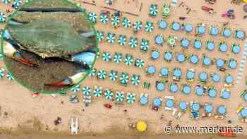 „Killer der Meere“: Blaukrabben überrennen Italiens Küste – jetzt wird die Plage zur Ressource