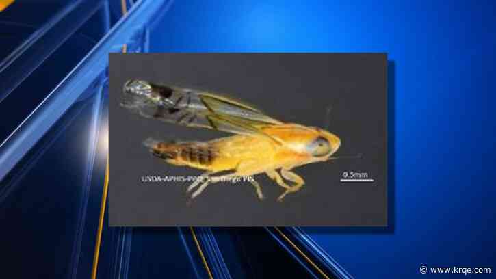 Rare pest discovered for first time in U.S. inside shipment of pocket leaves