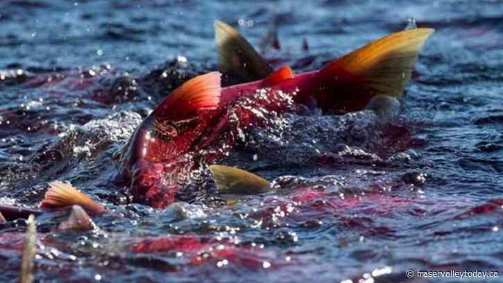 Pacific Salmon Commission raises forecast for B.C. Fraser River pink salmon run