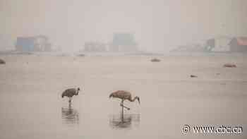 What's driving the powerful wildfires in the Northwest Territories