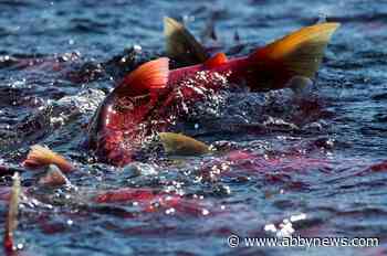 Pacific Salmon Commission raises forecast for B.C. Fraser River pink salmon run
