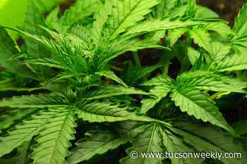 Step-by-step guide to choosing weed