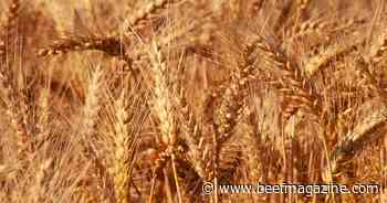 Winter wheat forage prospects better in 2023