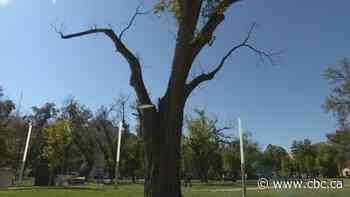 One of Regina's oldest trees to be taken down on Sunday