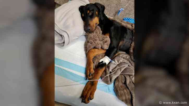 Dog suffers heatstroke after being tethered outside, shelter says