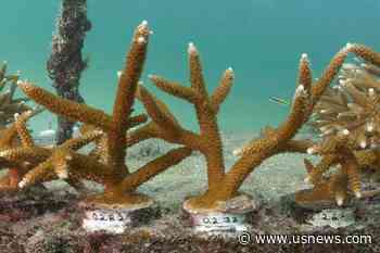Sea Temperatures Lead to Unprecedented, Dangerous Bleaching of Florida's Coral Reef, Experts Say