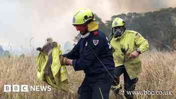 Woman who spent Australian fire victims’ charity funds on herself jailed