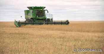 Sask. crop report: 9 per cent of crops harvested in the province