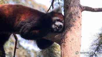 Keeping the Calgary Zoo's residents cool and comfortable