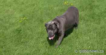 Kingston Humane society overrun with animals and facing rising costs