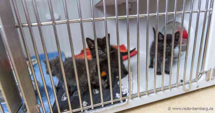 Tierheime am Limit: Wohin mit Hund und Katze?