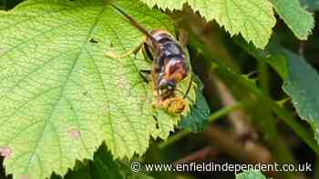 Asian Hornet devours wasp on UK frontline: Watch video