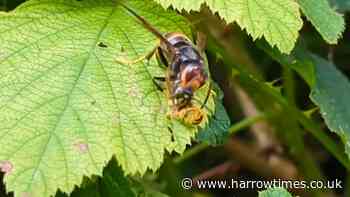Asian Hornet devours wasp on UK frontline: Watch video