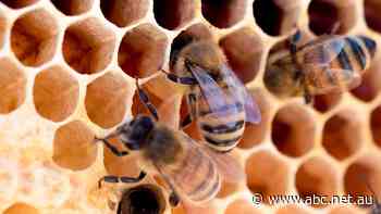 Bee disease with potential to wipe out whole colonies found in Top End honey