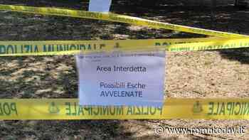 Allarme esche killer nel parco di Tor Tre Teste. Indagini della polizia locale