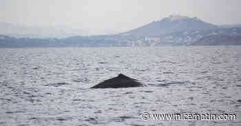 Un cachalot aperçu par des pêcheurs dans la grande rade de Toulon