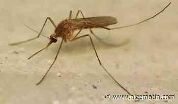 Trois cas du virus du Nil Occidental détectés dans la région, le Var et les Alpes-Maritimes concernés