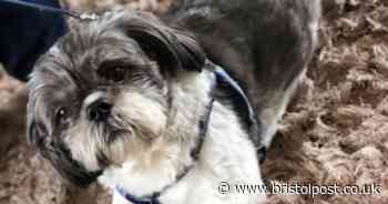 Shih tzu Oscar mauled to death in brutal attack as vets say injuries 'among worst they've seen'