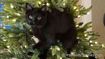 Black Cat Appreciation Day: Share your photos with 9NEWS