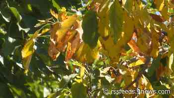Could a 'false fall' be changing Colorado leaves early?