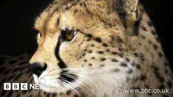 Yorkshire Wildlife Park: Cheetahs arrive at new enclosure