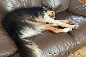 Dog fosters in the North East urgently needed to help victims fleeing domestic abuse